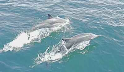 dauphins sautant